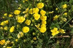 Potentilla crantzii