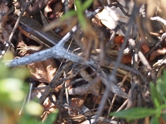 Plestiodon skiltonianus skiltonianus