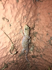 Hemidactylus turcicus