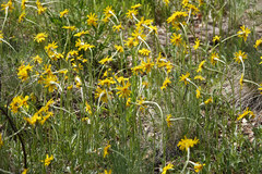 Senecio actinella