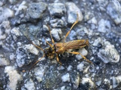 Necydalis cavipennis