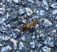 Necydalis cavipennis