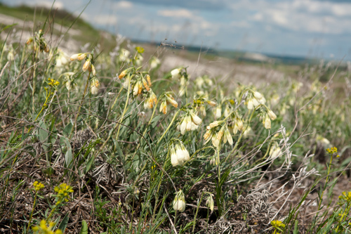 Onosma simplicissima, photograph 4