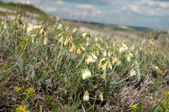 Onosma simplicissima, photograph Yehor Yatsiuk, CC0, iNaturalist via GBIF