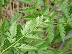 Puccinia chaerophylli