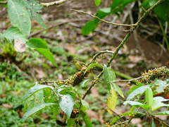 Euphonia laniirostris