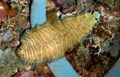 Tiger Sole photo 5