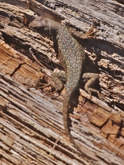 Sceloporus graciosus gracilis