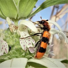 Trichodes bibalteatus