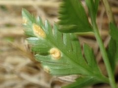 Puccinia chaerophylli