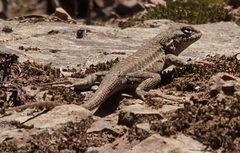 Sceloporus graciosus gracilis