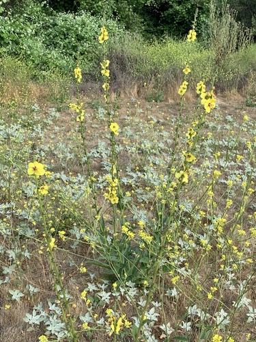 Verbascum virgatum