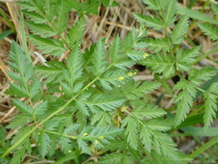 Puccinia chaerophylli