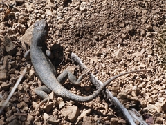 Sceloporus graciosus gracilis