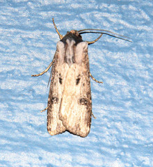 Agrotis malefida