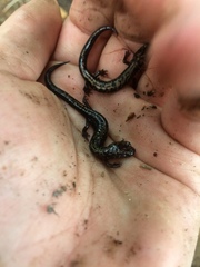 Plethodon welleri