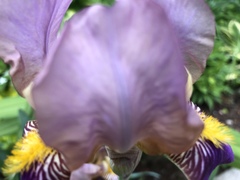 Iris