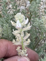 Astragalus andersonii