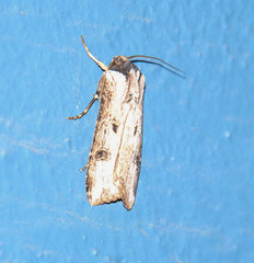 Agrotis malefida