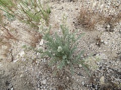 Astragalus andersonii