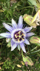 Passiflora caerulea