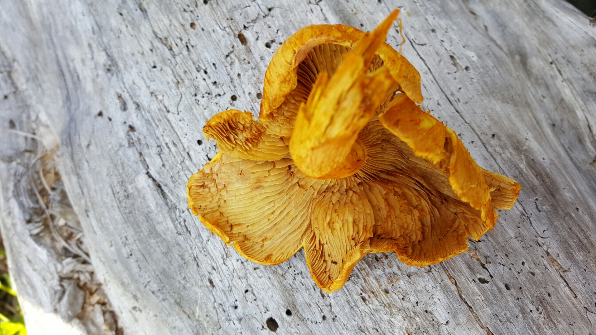 Gymnopilus junonius image