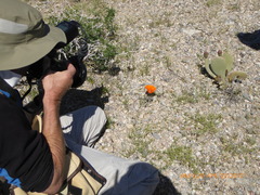 Calochortus kennedyi