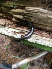 Plethodon welleri