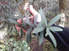 Pseudopanax linearis