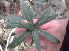 Pseudopanax linearis