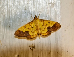Meroctena staintonii