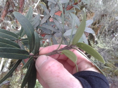 Pseudopanax linearis