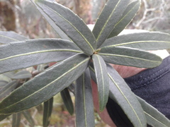 Pseudopanax linearis
