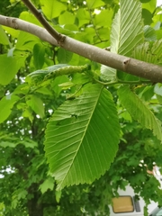 Eriosoma ulmi