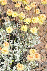 Eriogonum douglasii