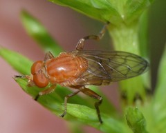 Hammerschmidtia