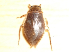 Diplonychini