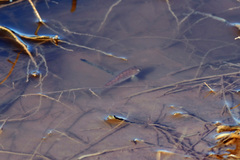 Cyprinodon rubrofluviatilis