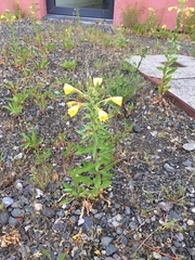 Oenothera × fallax