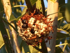 Belonogaster lateritia