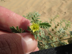 Tribulus pentandrus