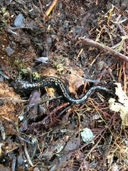 Plethodon welleri