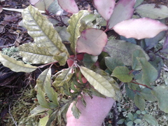 Tawhero (Quintinia serrata)