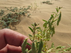 Cleome amblyocarpa