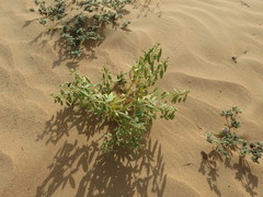 Cleome amblyocarpa