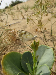 Pontia glauconome