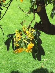 Senna viarum