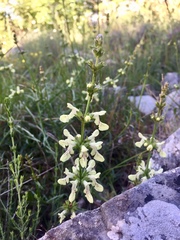 Stachys recta recta