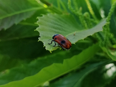 Clytra espanoli
