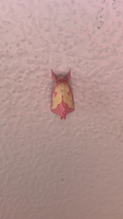 Hyparpax aurora